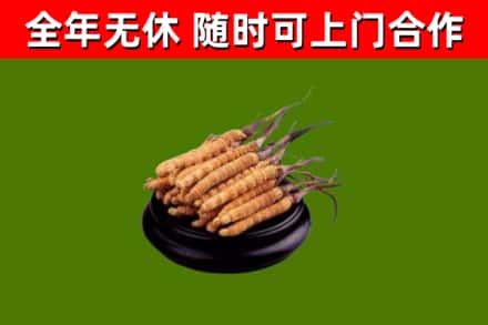 阿瓦提县回收冬虫夏草