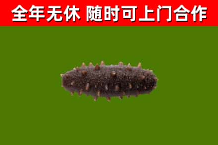 阿瓦提县回收海参干